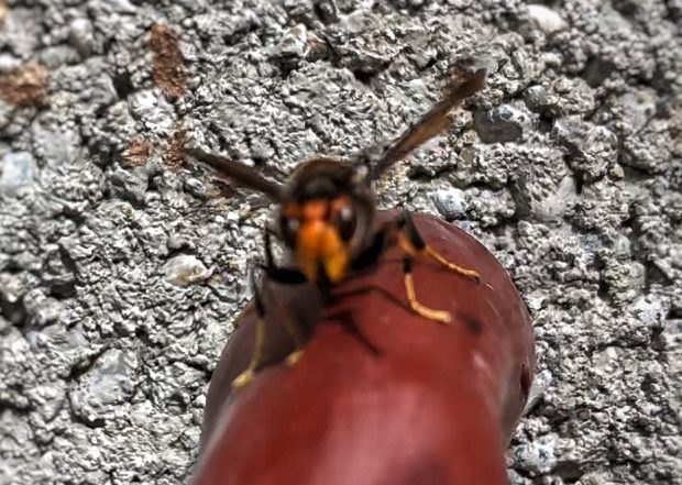 nid de frelons asiatiques le pian-sur-garonne