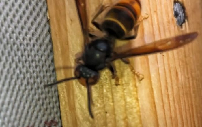 Frelons asiatique Alan destruction frelons guêpes