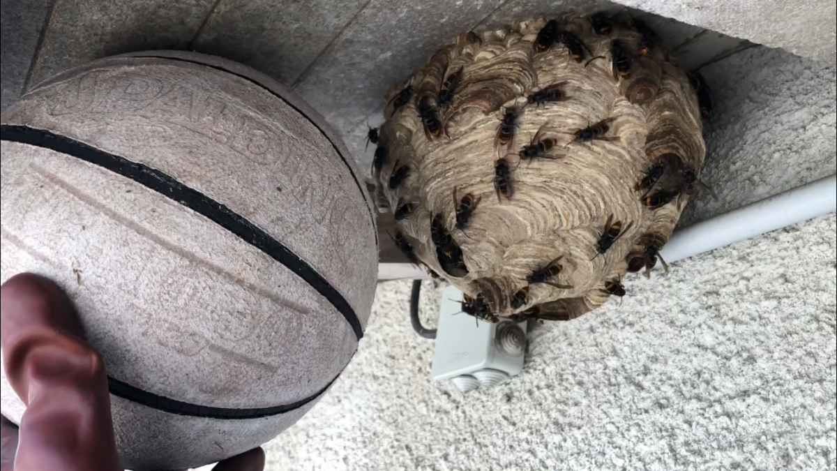 Frelons Asiatiques ou Européens ? Les caractéristiques distinctives