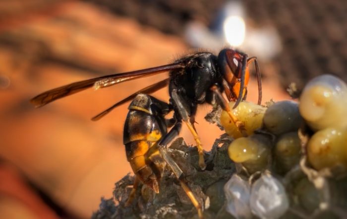 Frelons alan destruction frelons guêpes