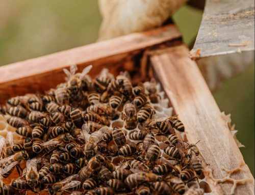 Capture d’un essaim d’abeilles à Podensac