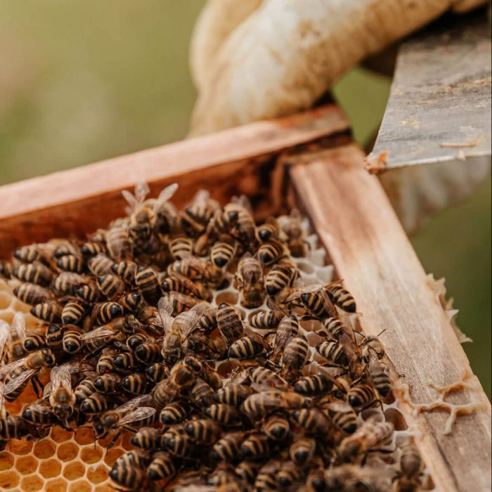 Capture d'un essaim d'abeilles à Posensac