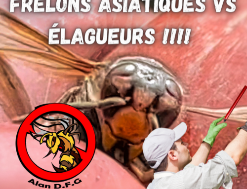 Destruction Frelons asiatiques à Léognan 33850 Gironde