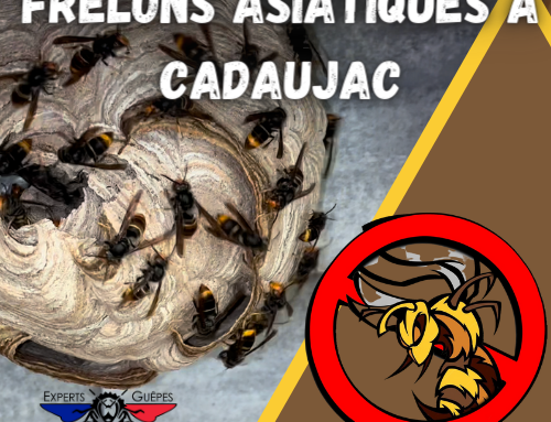 Frelons asiatiques à Cadaujac 33140, Gironde