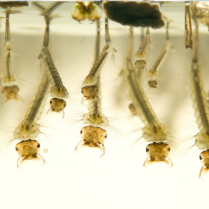 larves de Moustiques Adfg