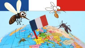 Le Moustique en France par ADFG