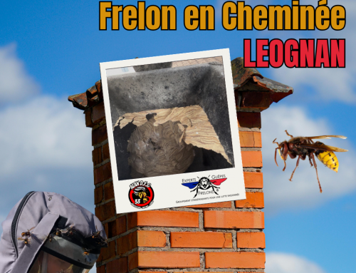 Intervention sur des frelons européens dans une cheminée à Léognan
