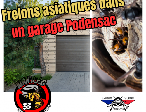 Nid de frelons asiatiques dans un garage à Podensac