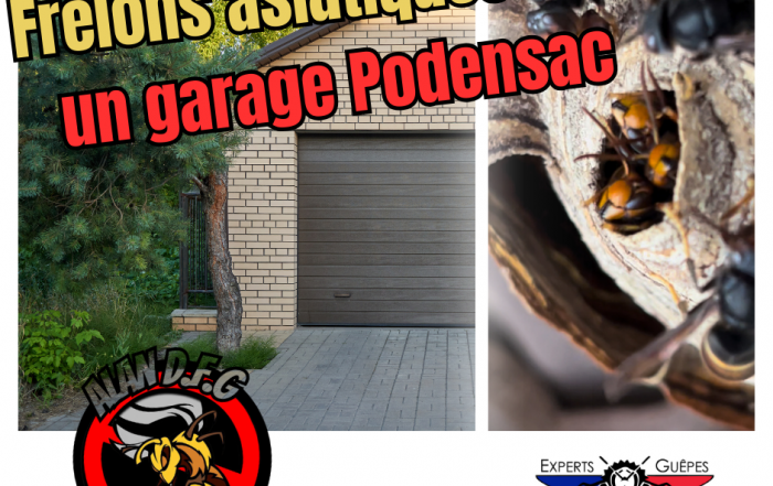 frelons asiatiques dans un garage à Podensac AlanDFG