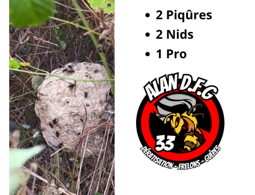 Traitement de nids de frelons asiatiques à Bellebat