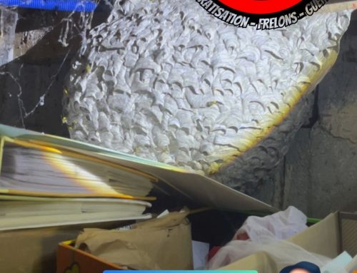 Intervention sur un nid de guêpes dans une cave à Arbanats (Gironde)