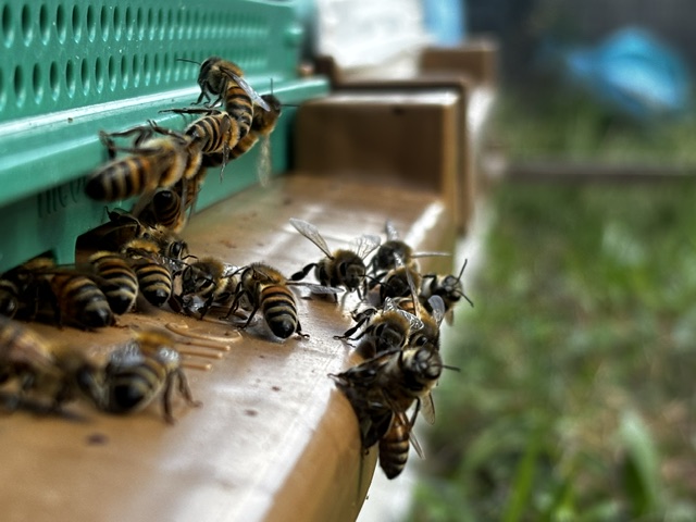 Abeilles d’Alan à l’entrée de leur ruche